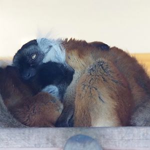 Black lemurs (Eulemur macaco), 2023-07-26