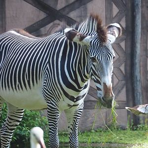 Grévy's zebra (Equus grevyi), 2023-07-26