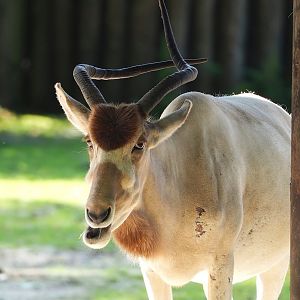 Addax (Addax nasomaculatus), 2023-07-26