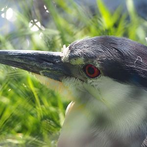 Black-crowned night heron (Nycticorax nycticorax nycticorax), 2023-07-26