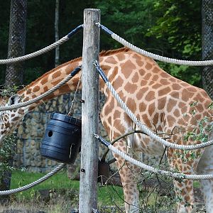 Kordofan giraffe (Giraffa camelopardalis antiquorum), 2023-07-26