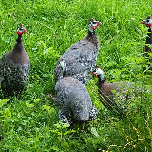 Helmeted guineafowl (Numida meleagris), 2023-07-26
