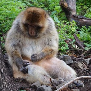 Barbary macaque (Macaca sylvanus), 2023-07-26