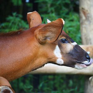 Mountain bongo (Tragelaphus eurycerus isaaci) calf, 2023-07-26