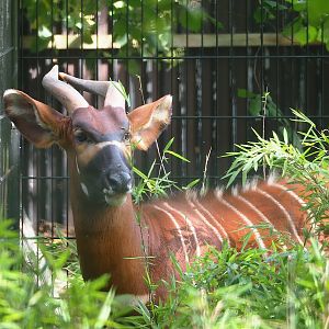 Mountain bongo (Tragelaphus eurycerus isaaci), 2023-07-26