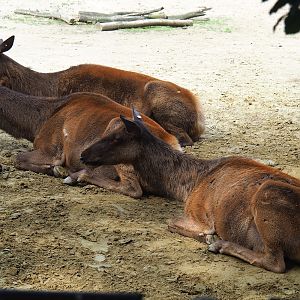 Rocky Mountain wapiti (Cervus canadensis nelsoni), 2023-07-26