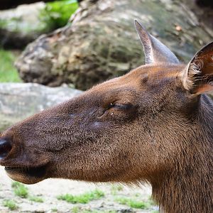 Rocky Mountain wapiti (Cervus canadensis nelsoni), 2023-07-26