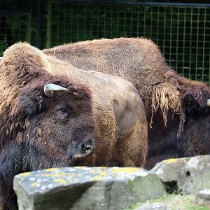 American Plains bisons (Bison bison bison), 2023-07-26