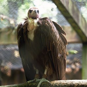 Hooded vulture (Necrosyrtes monachus), 2023-07-26