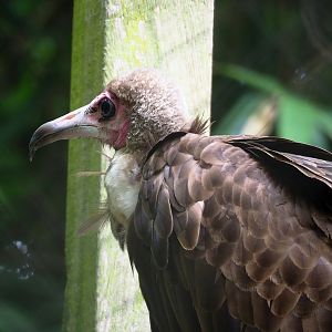 Hooded vulture (Necrosyrtes monachus), 2023-07-26