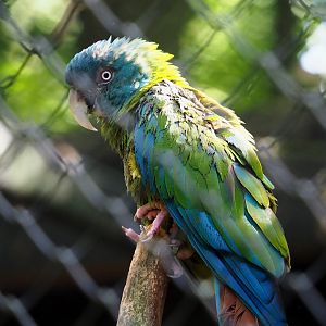 Blue-headed macaw (Primolius couloni), 2023-07-26
