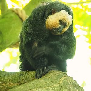 White-faced saki (Pithecia pithecia), 2023-07-26