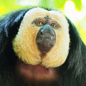 White-faced saki (Pithecia pithecia), 2023-07-26