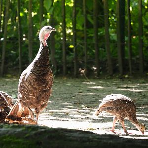 Wild turkeys (Meleagris gallopavo), 2023-07-26