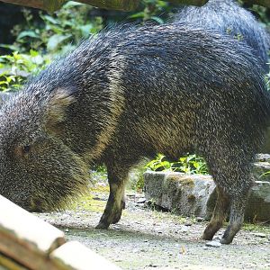 Chacoan peccary (Catagonus wagneri), 2023-07-26