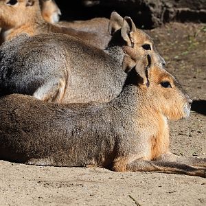 Patagonian mara (Dolichotis patagonum), 2023-07-26