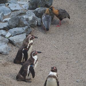 Humboldt penguins (Spheniscus humboldti) and Black-faced ibises (Theristicus melanopis), 2023-07-26
