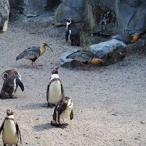 Humboldt penguins (Spheniscus humboldti) and Black-faced ibises (Theristicus melanopis), 2023-07-26