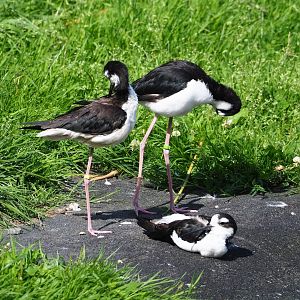 Black-necked stilt (Himantopus mexicanus mexicanus), 2023-07-26