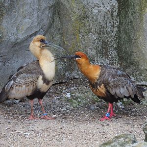 Black-faced ibises (Theristicus melanopis), 2023-07-26