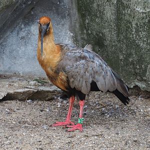 Black-faced ibis (Theristicus melanopis), 2023-07-26
