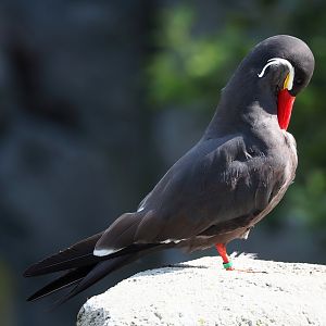 Inca tern (Larosterna inca), 2023-07-26