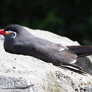 Inca tern (Larosterna inca), 2023-07-26