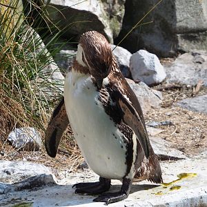 Preening Humboldt penguin (Spheniscus humboldti), 2023-07-26