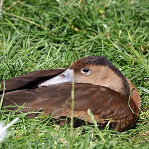 Southern black-bellied whistling-duck (Dendrocygna autumnalis autumnalis), 2023-07-26