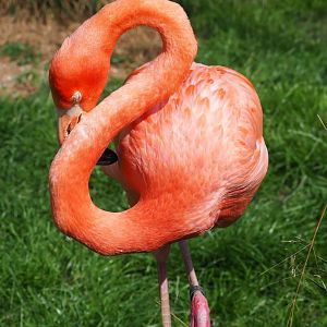 American flamingo (Phoenicopterus ruber), 2023-07-26