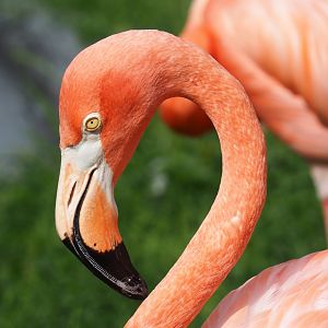 American flamingo (Phoenicopterus ruber), 2023-07-26