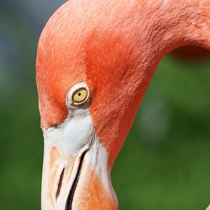 American flamingo (Phoenicopterus ruber), 2023-07-26
