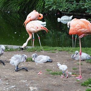 American flamingos with chicks, Chilean flamingo and Black-necked swans, 2023-07-26