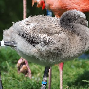 American flamingo (Phoenicopterus ruber) chick, 2023-07-26