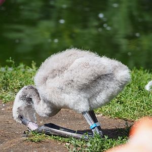 American flamingo (Phoenicopterus ruber) chick, 2023-07-26