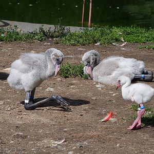 American flamingo (Phoenicopterus ruber) chick, 2023-07-26