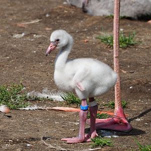 American flamingo (Phoenicopterus ruber) chick, 2023-07-26