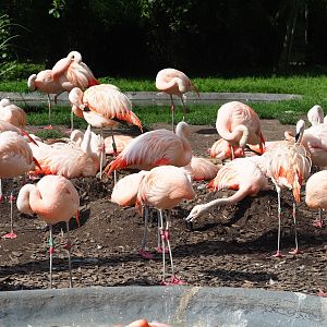 Nesting Chilean flamingos (Phoenicopterus chilensis), 2023-07-26