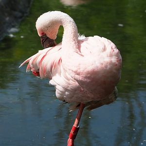 Lesser flamingo (Phoeniconaias minor), 2023-07-26