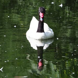 Black-necked swan (Cygnus melanocoryphus), 2023-07-26