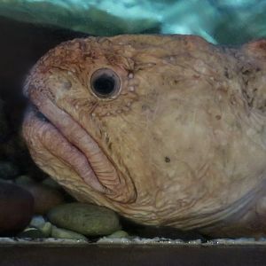 Bering Wolffish (Anarhichas orientalis)