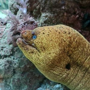 California Moray (Gymnothorax mordax)