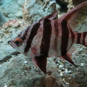 Old Wife (Enoplosus armatus)