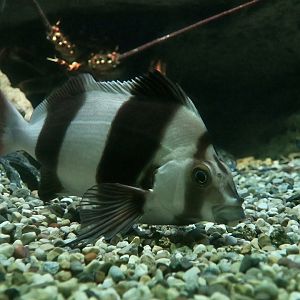 Magpie Perch (Pseudogoniistius nigripes)