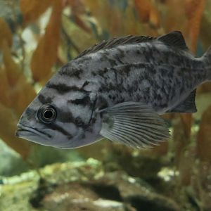 Blue Rockfish (Sebastes mystinus)