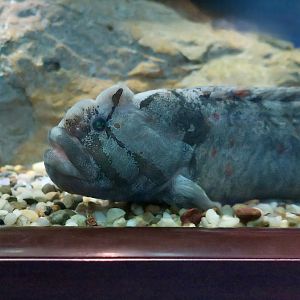 Monkeyface Prickleback (Cebidichthys violaceus)