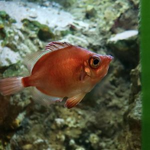 Boarfish (Capros aper)