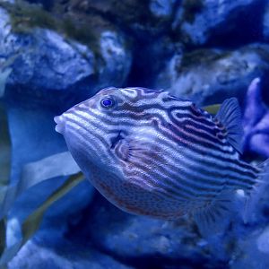 Striped Cowfish (Aracana aurita) female