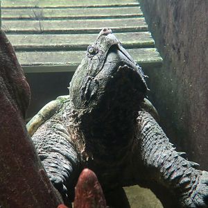 Alligator Snapping Turtle (Macrochelys temminckii)