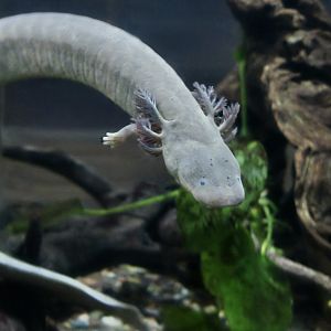 Lesser Siren (Siren intermedia)